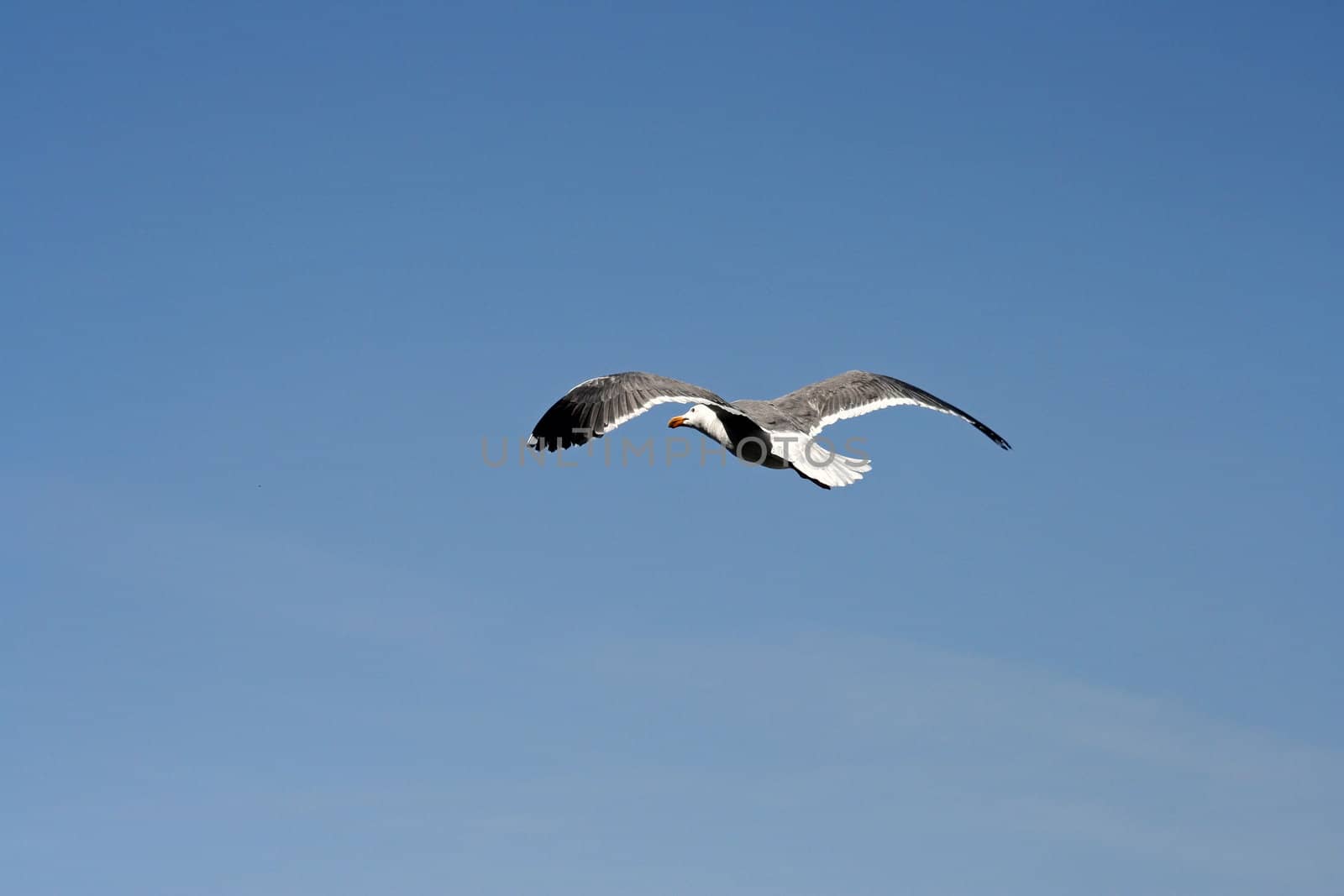 Seagull in Flight by mcolleen