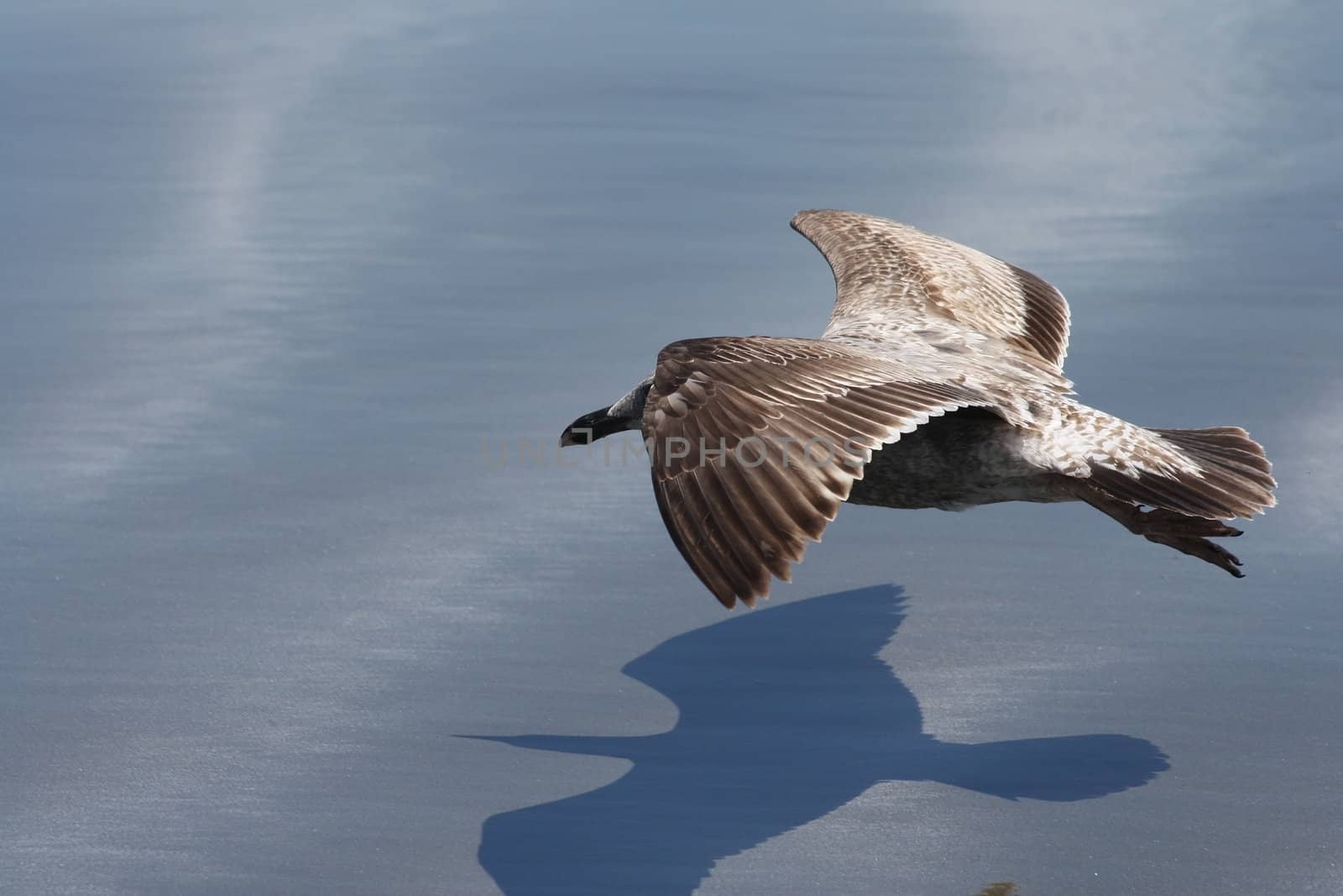 Low Flying Seagull by mcolleen