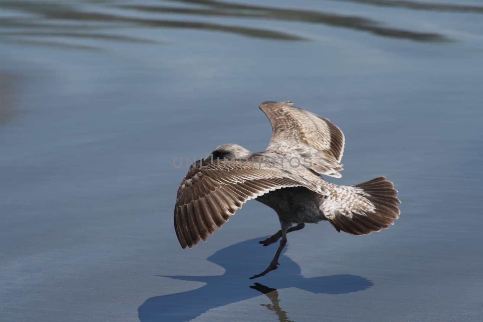 Seagull Landing on Doran Beach