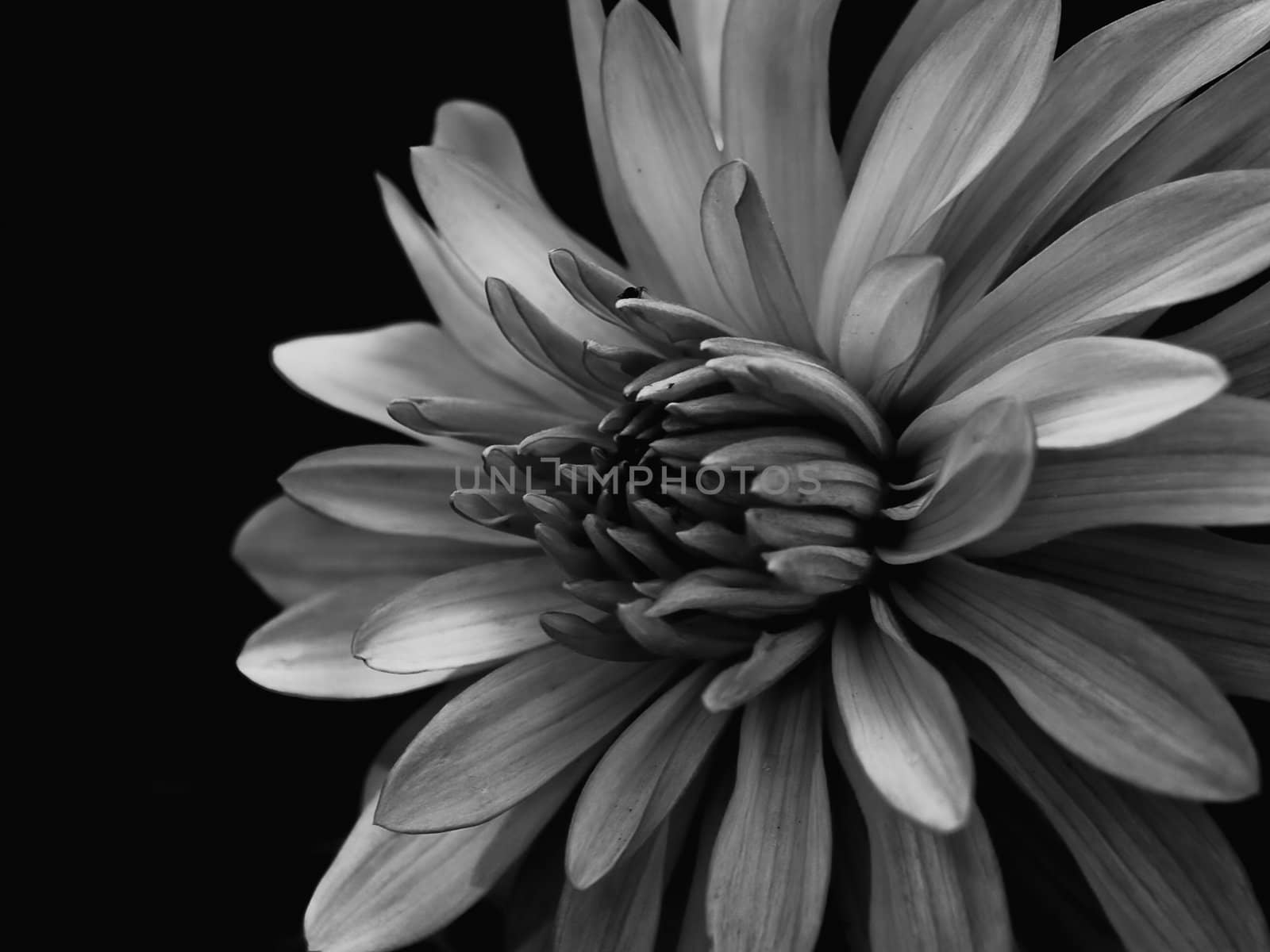 Black and white flower detail.