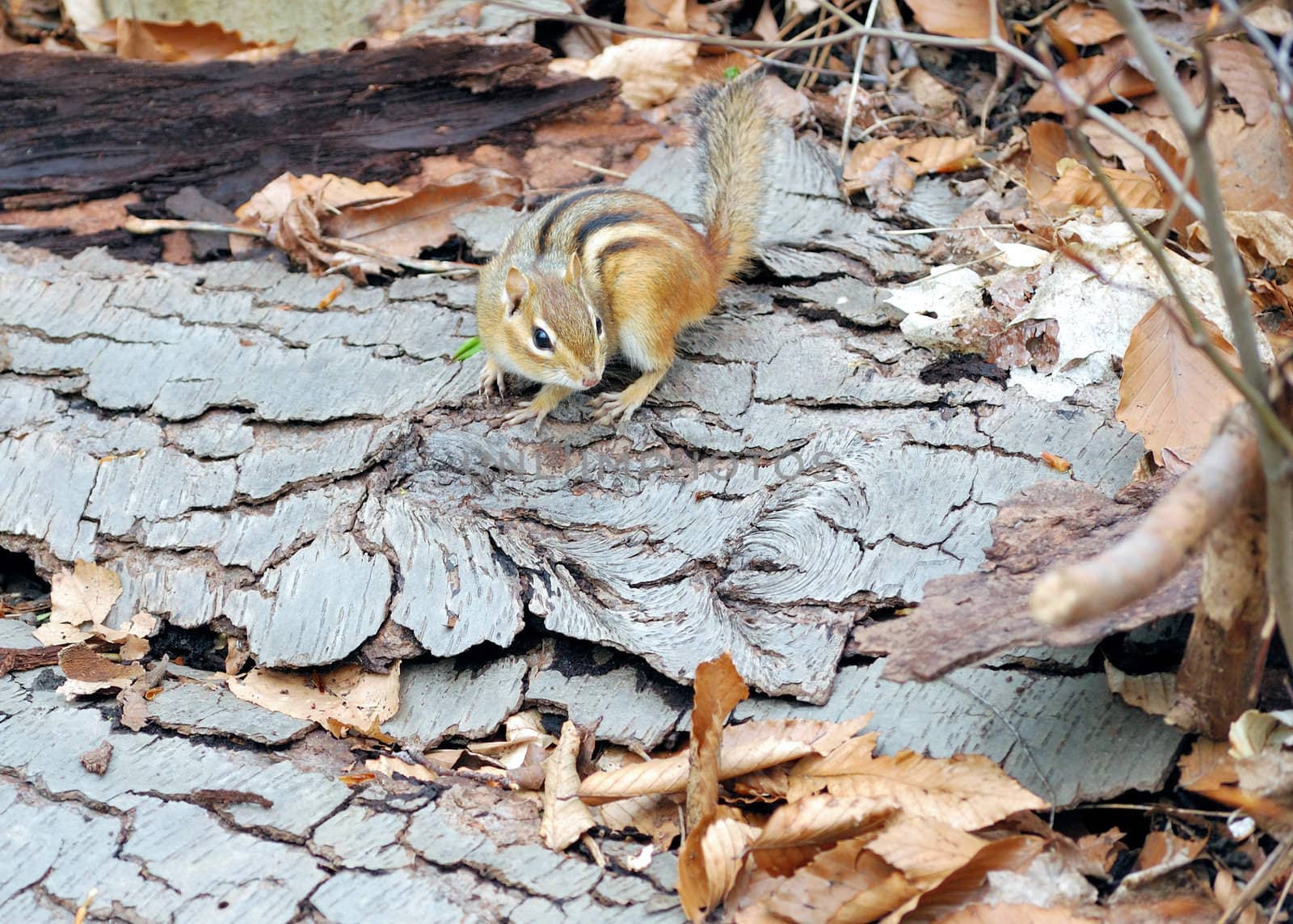 An eastern chipmunk perched on fallen bark in the woods.