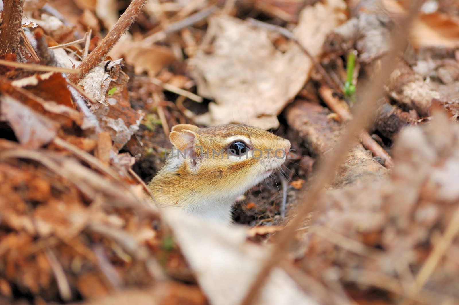 Chipmunk by brm1949