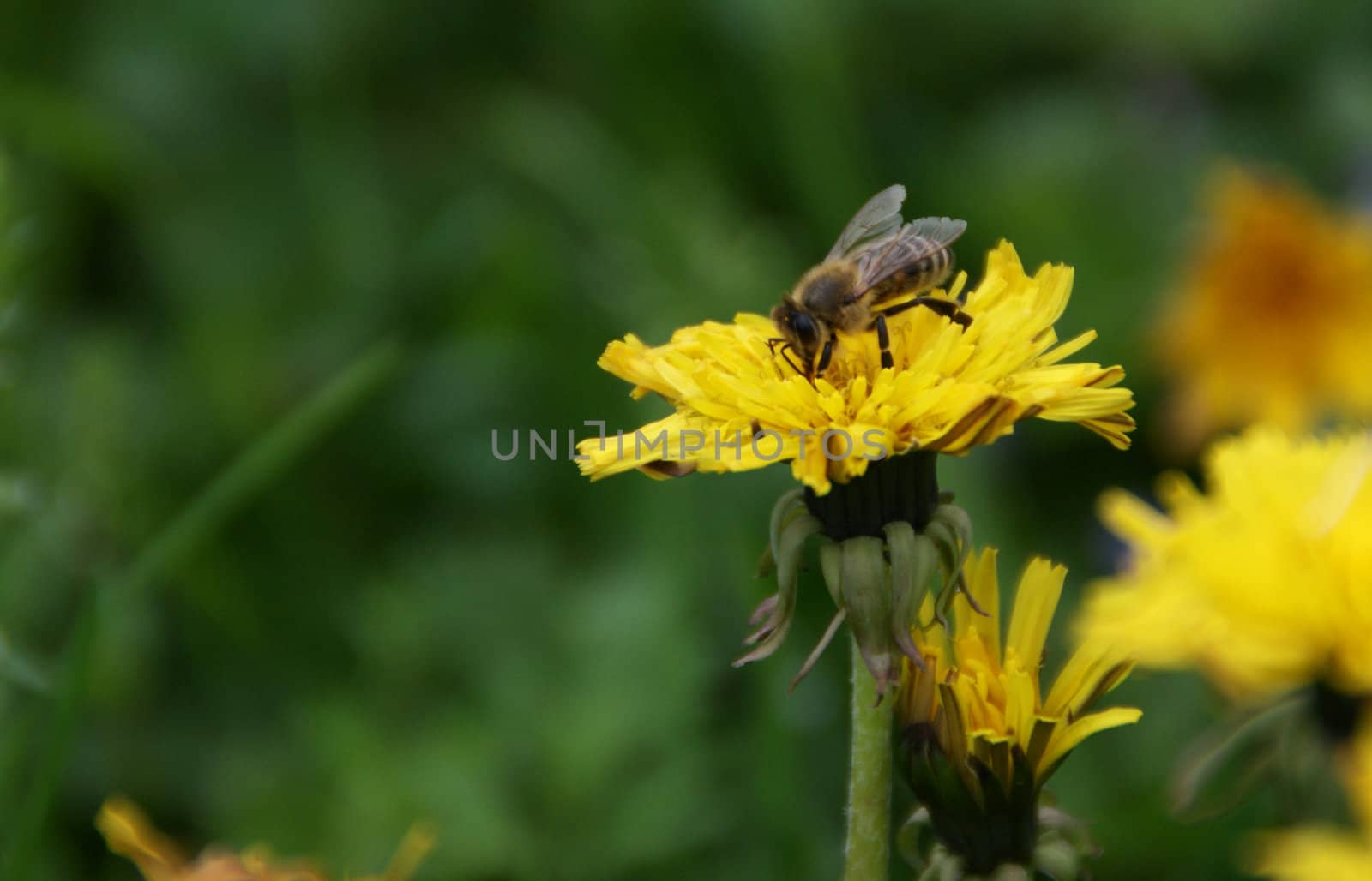 Bee on a flower by Dona203