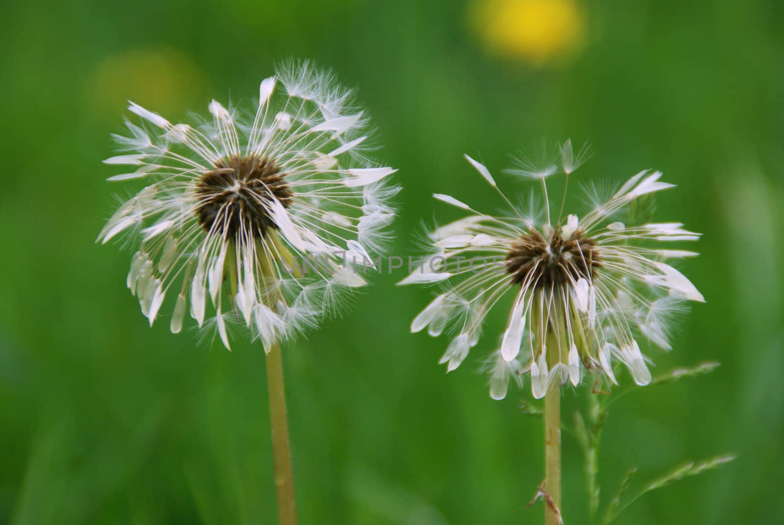 Flower after rain by Dona203