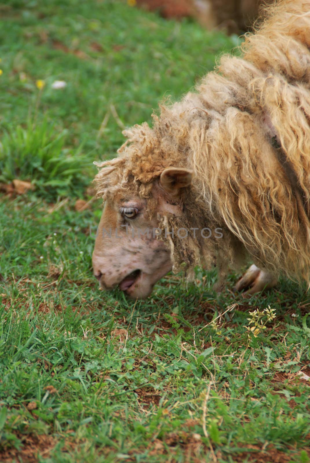 Sheep photographed in their natural environment. Close-up.