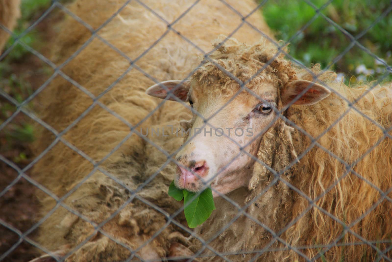 Sheep photographed eating leaves. Behind the fence. In the natural environment.