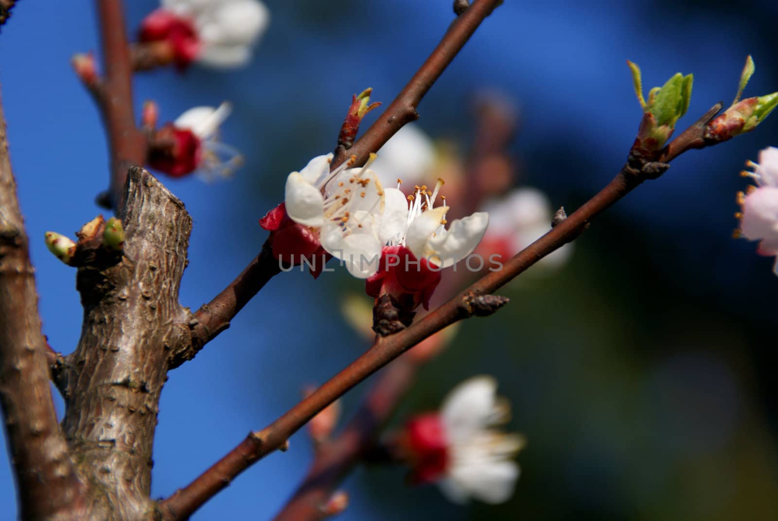 Cherry flower by Dona203