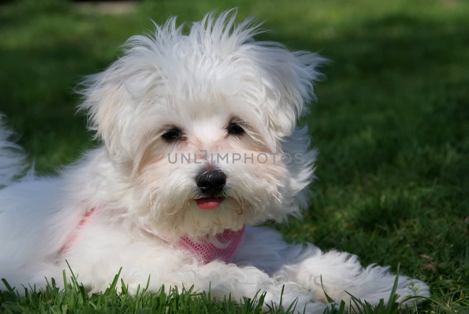 White puppy photographed on the grass. In the natural environment.