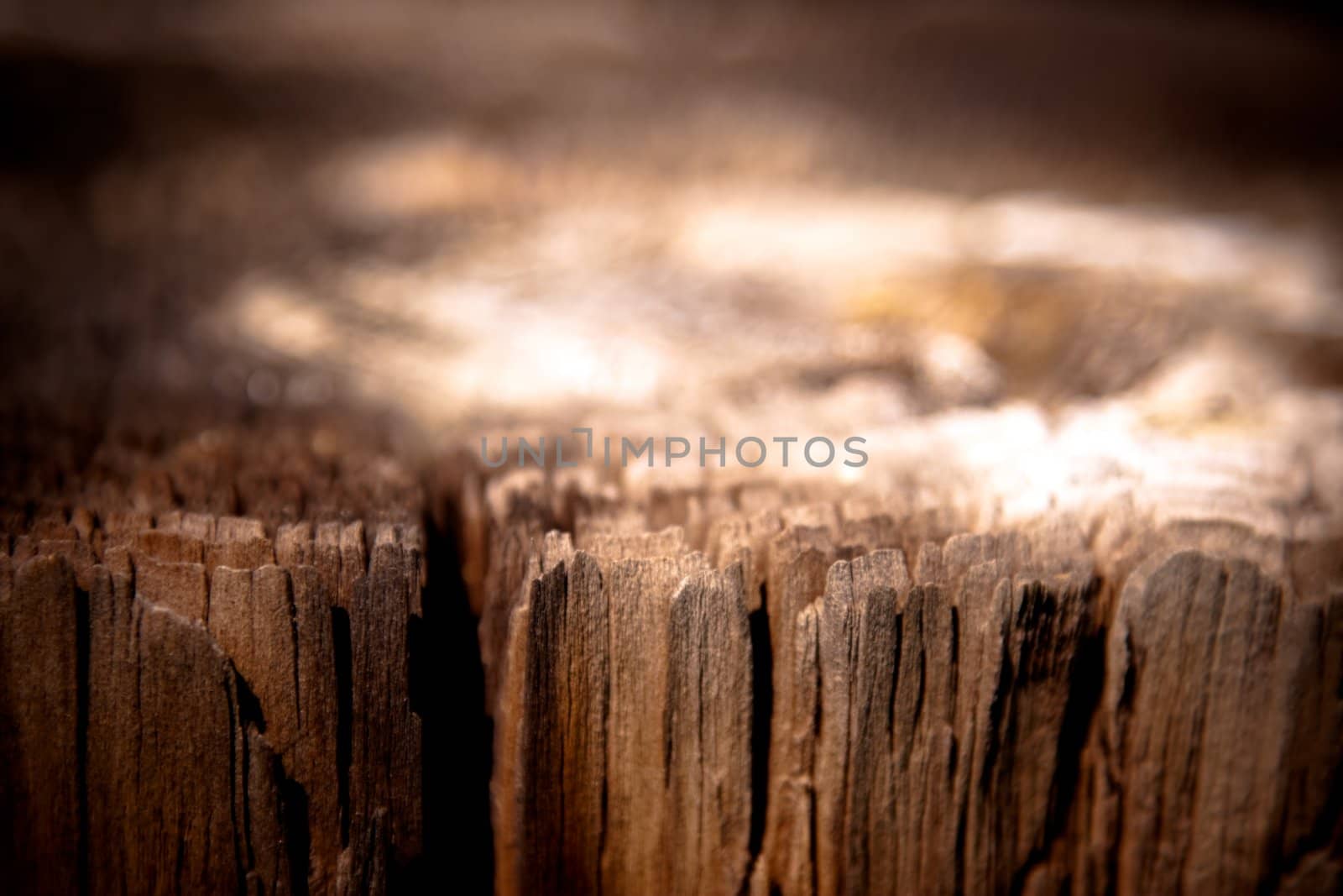 Shallow depth of field image of the top of a post, the layers of the wood raised, focus in front