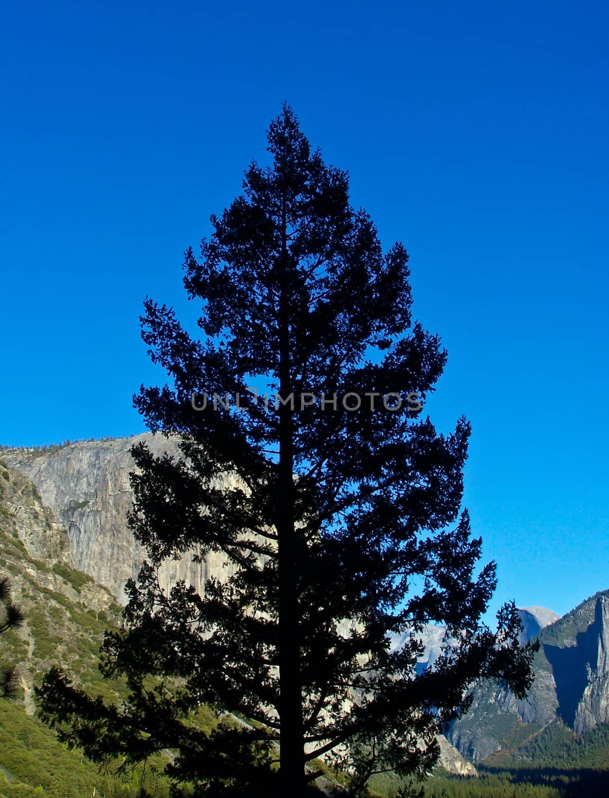 Yosemite evergreen silhouetted against blue sky in Sierra Nevada mountain range
