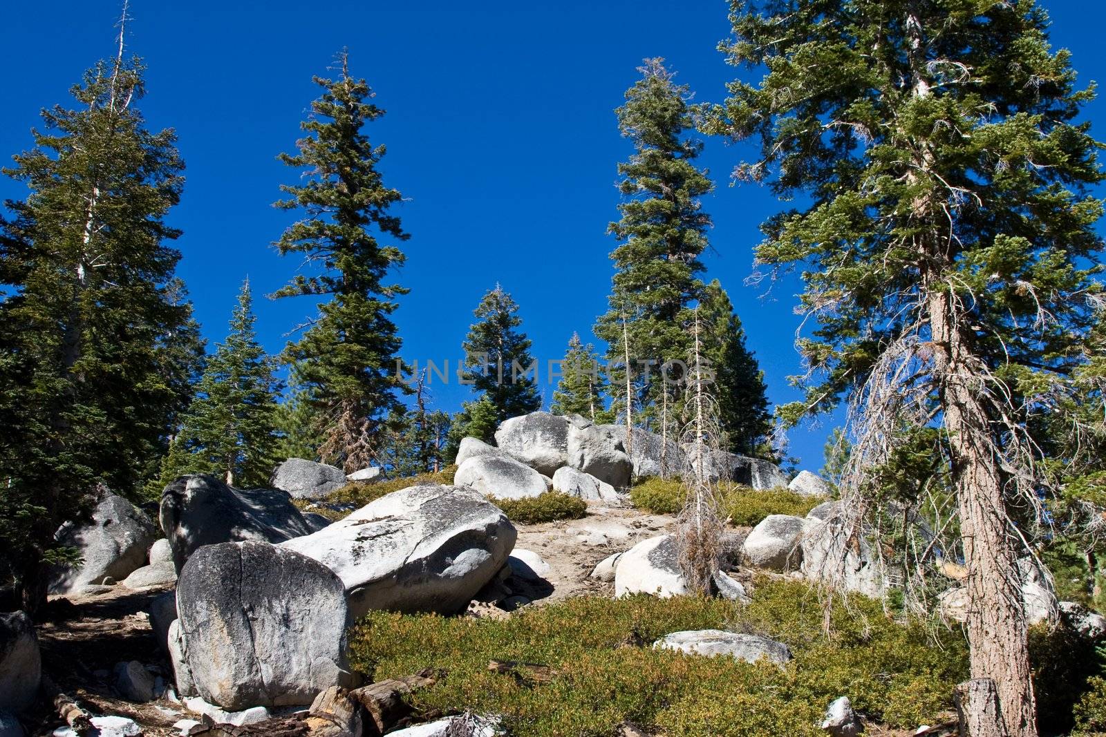 Side of mountain with rocks, boulders, trees and bushes against a bright cloudless blue sky