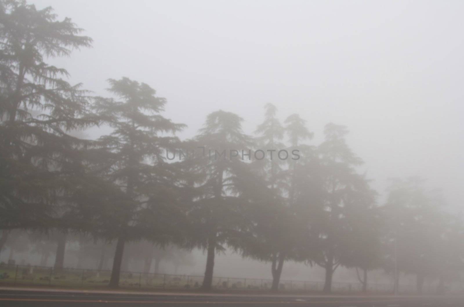 Evergreen trees in a thick fog