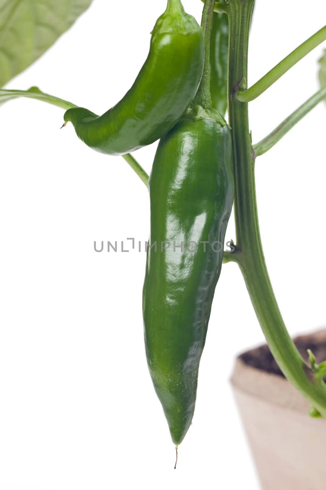 small chili hanging from the tree