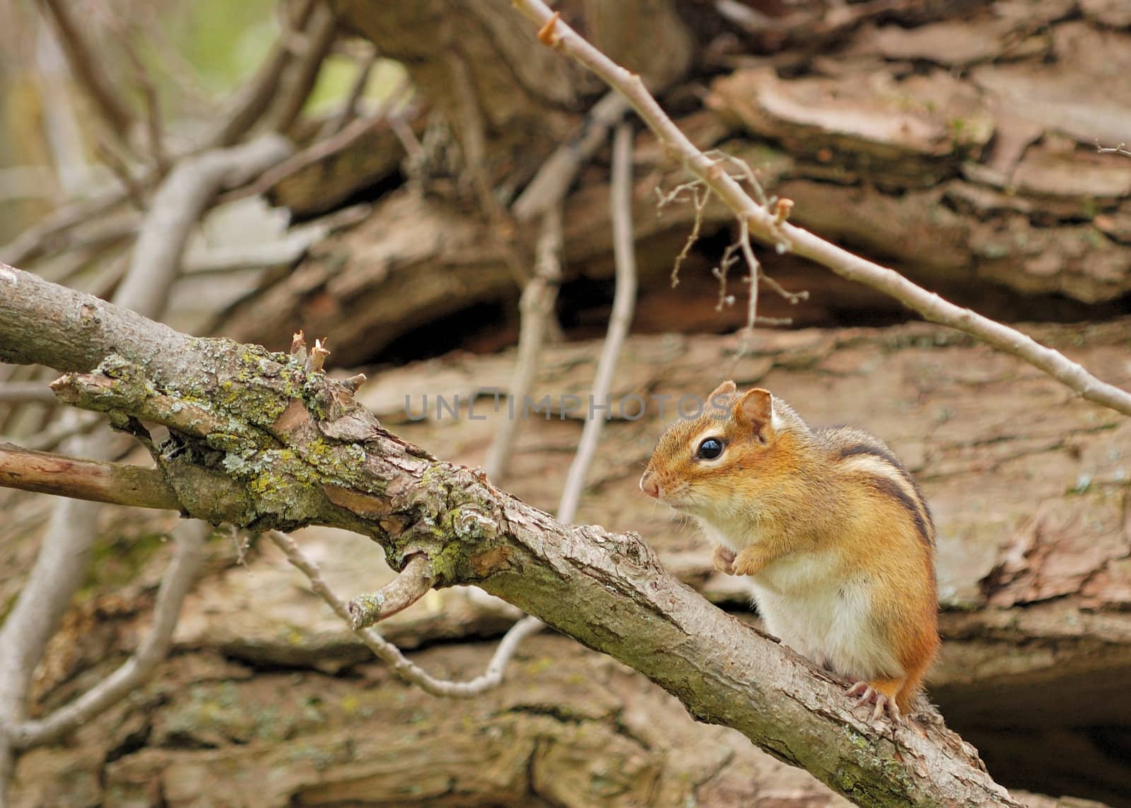 An eastern chipmunk perched on a log.