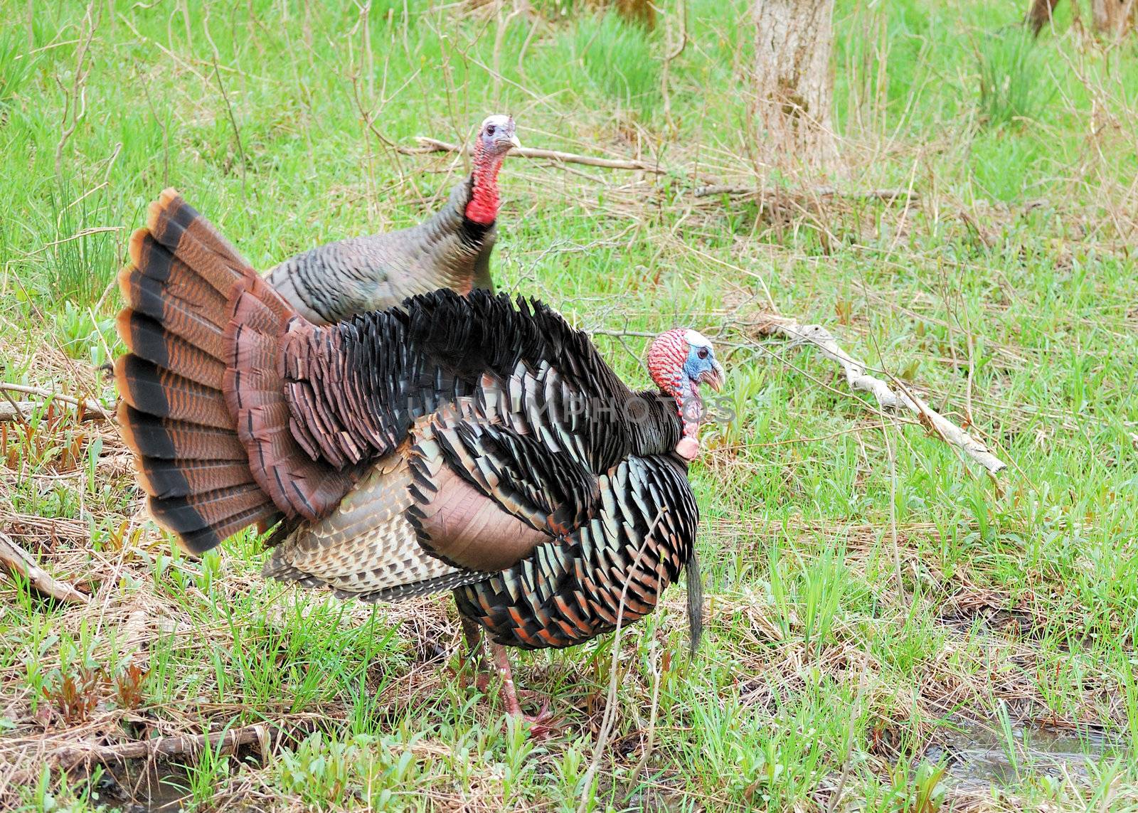 Strutting male wild turkey displaying in the spring mating season.