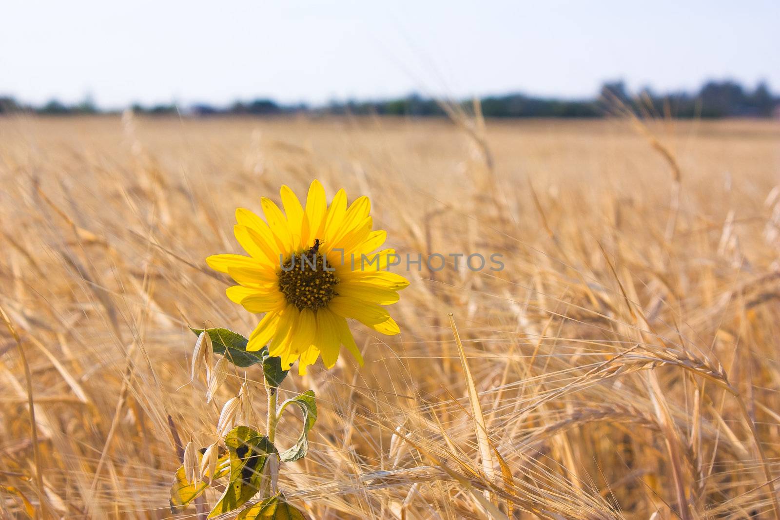 sunflower seeds at the barley field