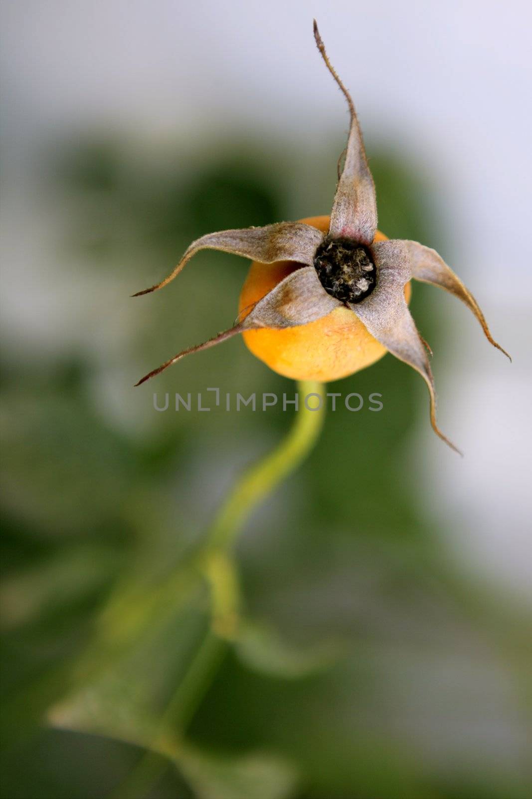 Dried rose flower bud on a plant, life, beauty and death metaphor