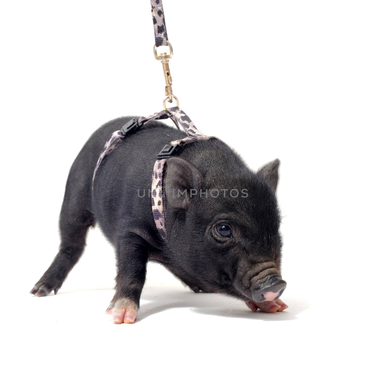 little black piggywith harness in front of white background