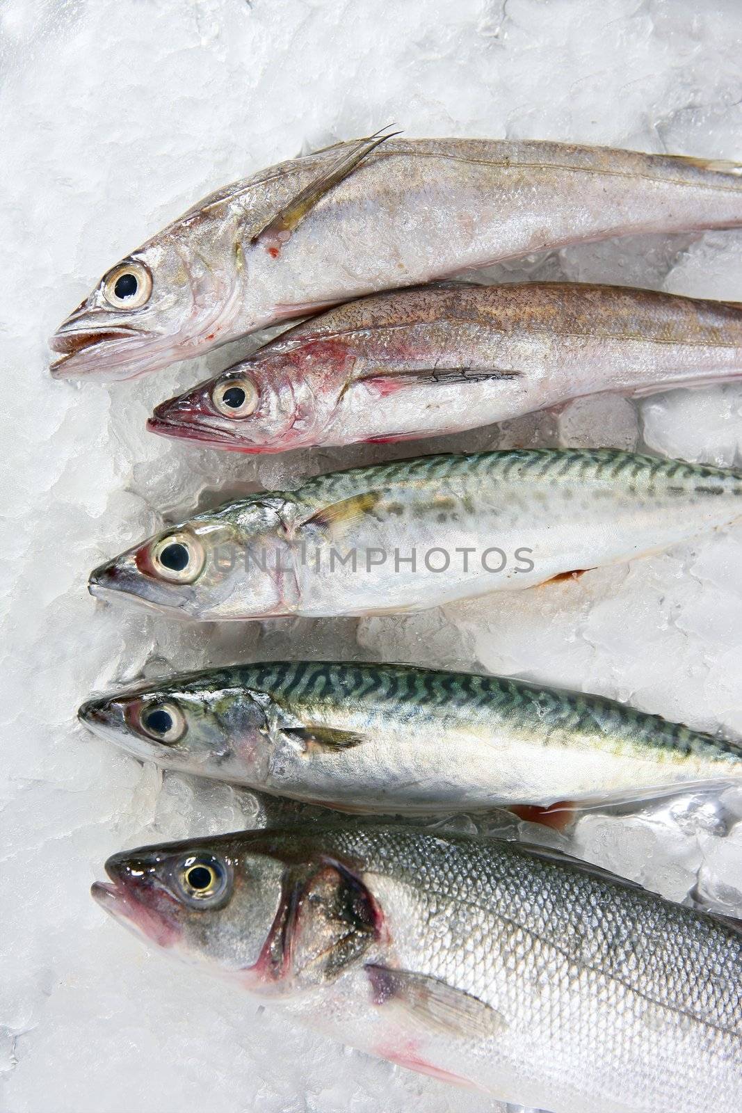 Seabass, mackerel, hake fish seafood over ice