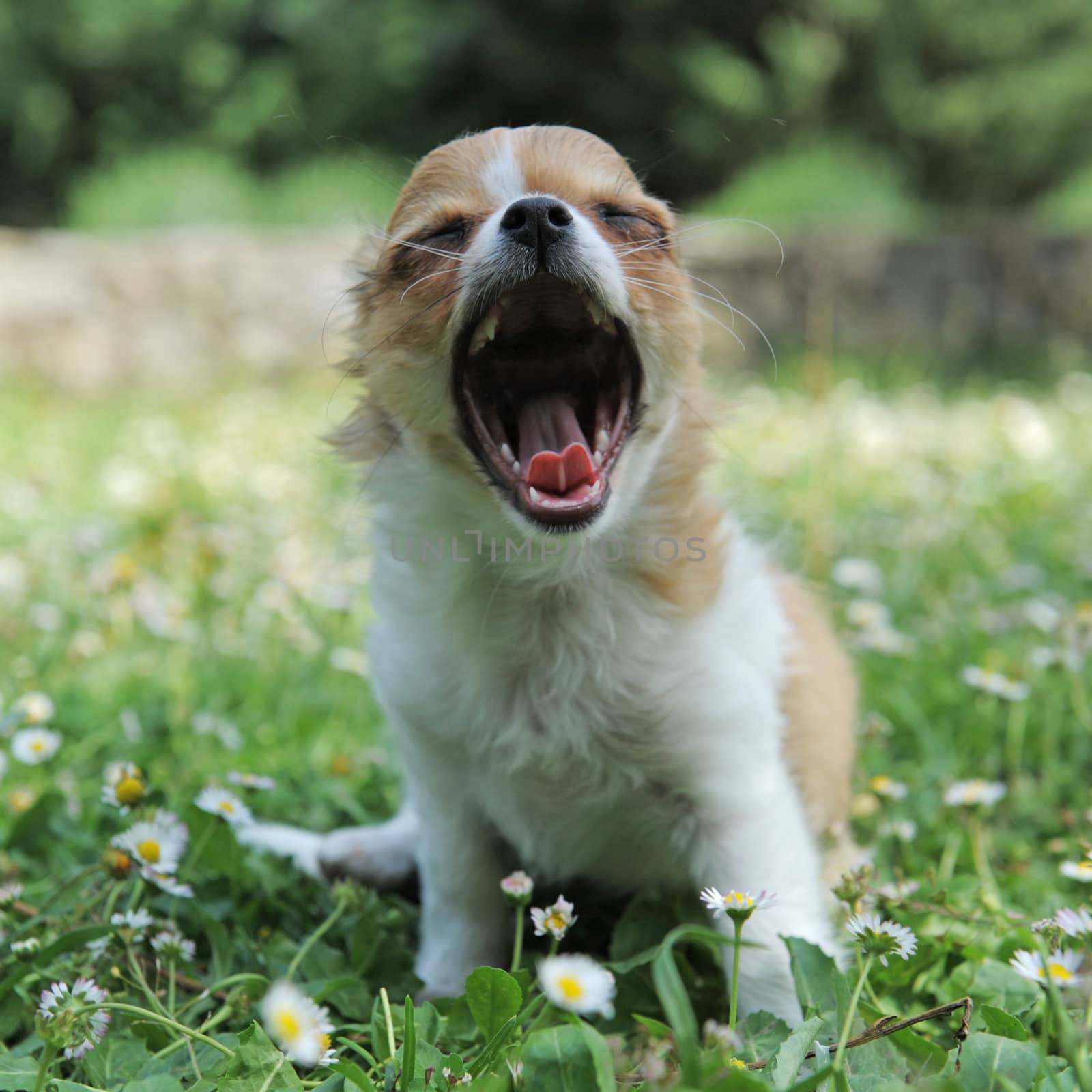 portrait of a yawning purebred  puppy chihuahua