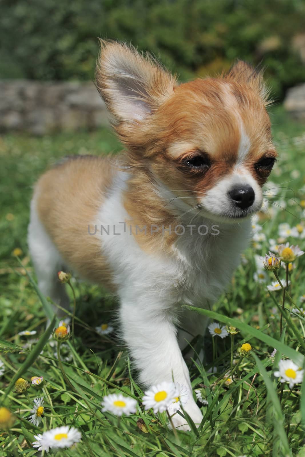 portrait of a cute purebred  puppy chihuahua