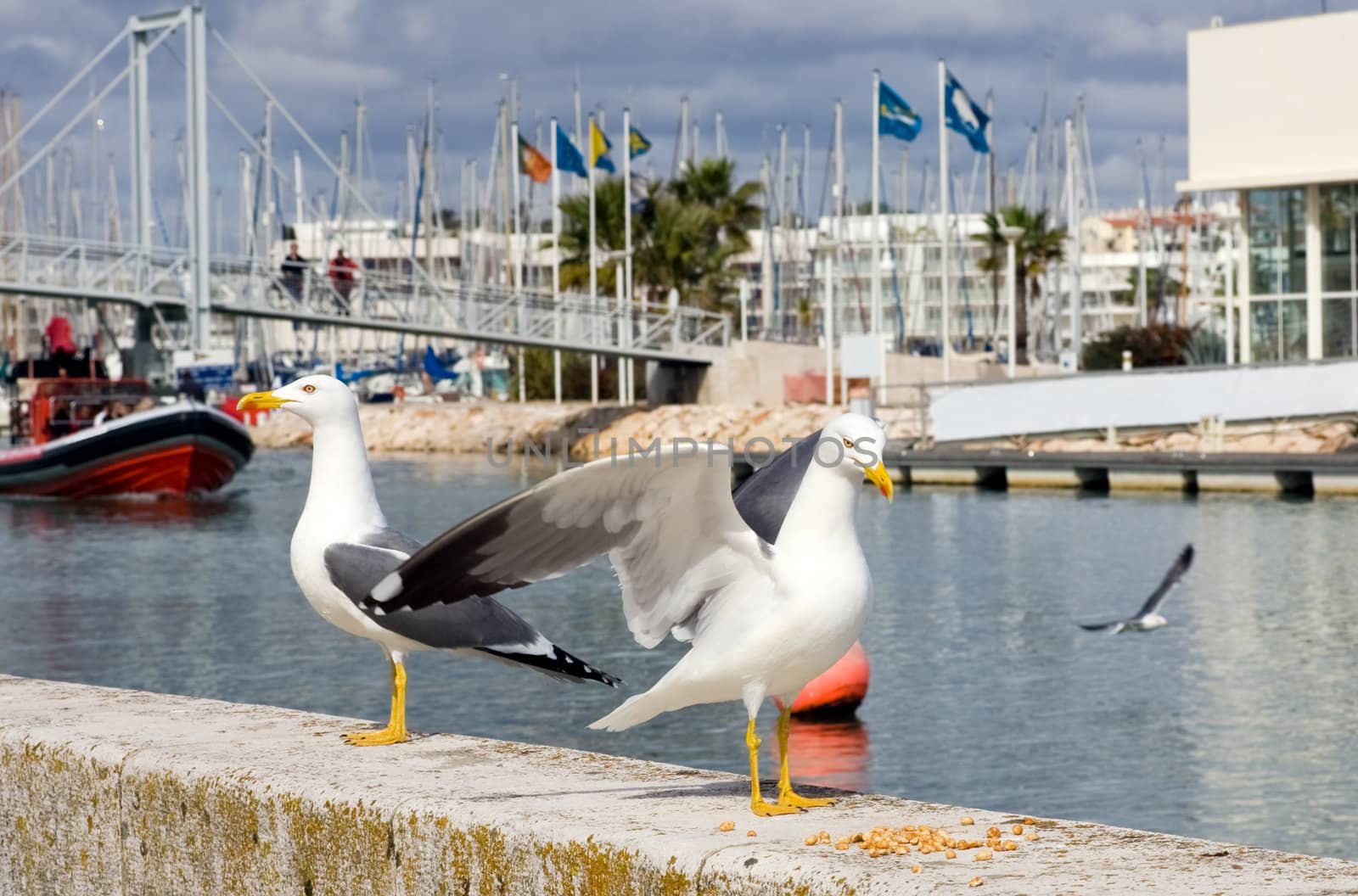 2 Seagulls in the foreground, guarding the entrance to a marina.