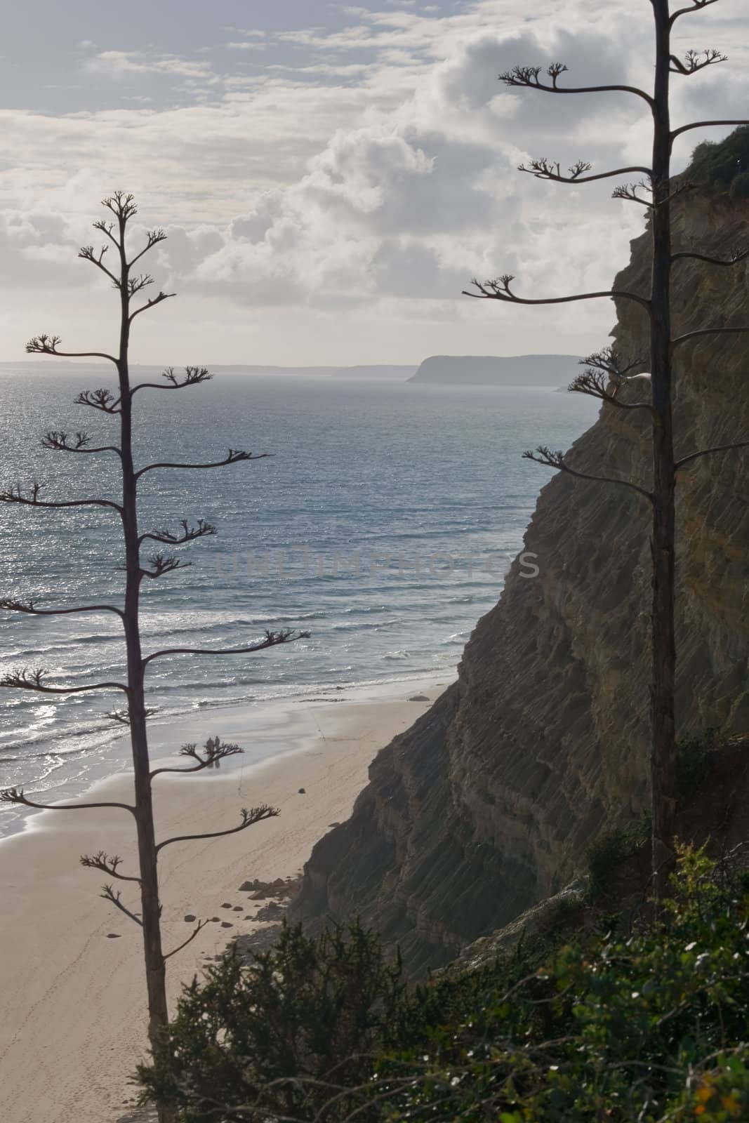 Two bare trees with cliffs, sky and the ocean in the background.