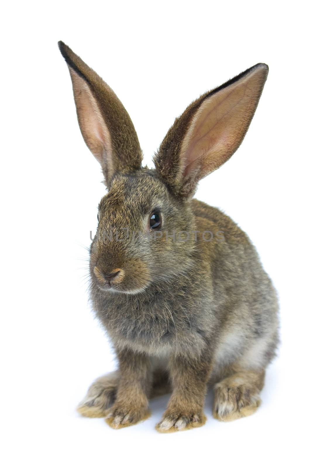 Happy New Year of rabbit isolated on a white background