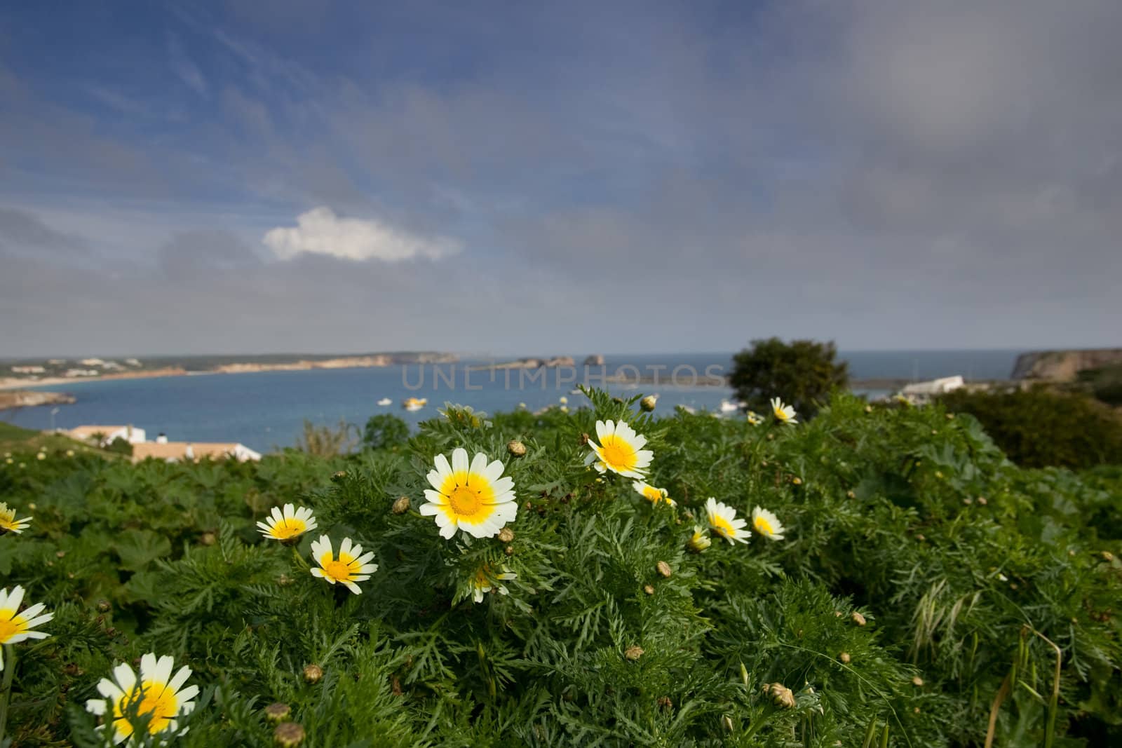 Daisies overlooking the bay at Sagres, in the Algarve, Portugal.