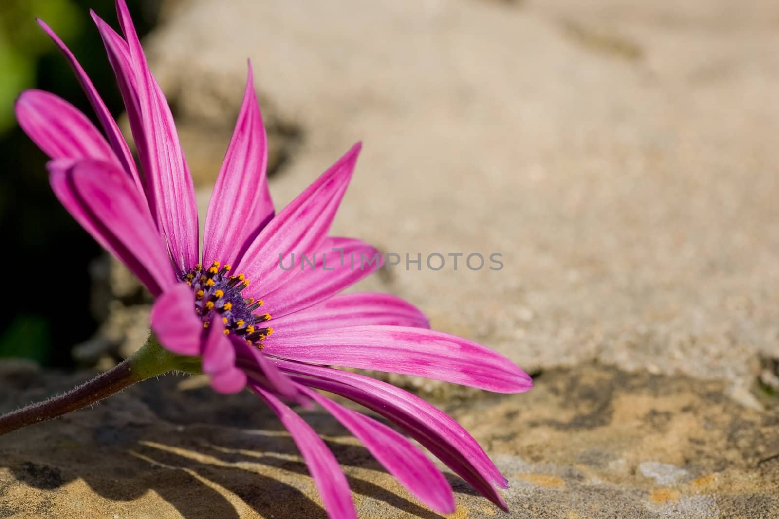 A purple sunscape daisy focussed in the left of the frame, with rock texture background.