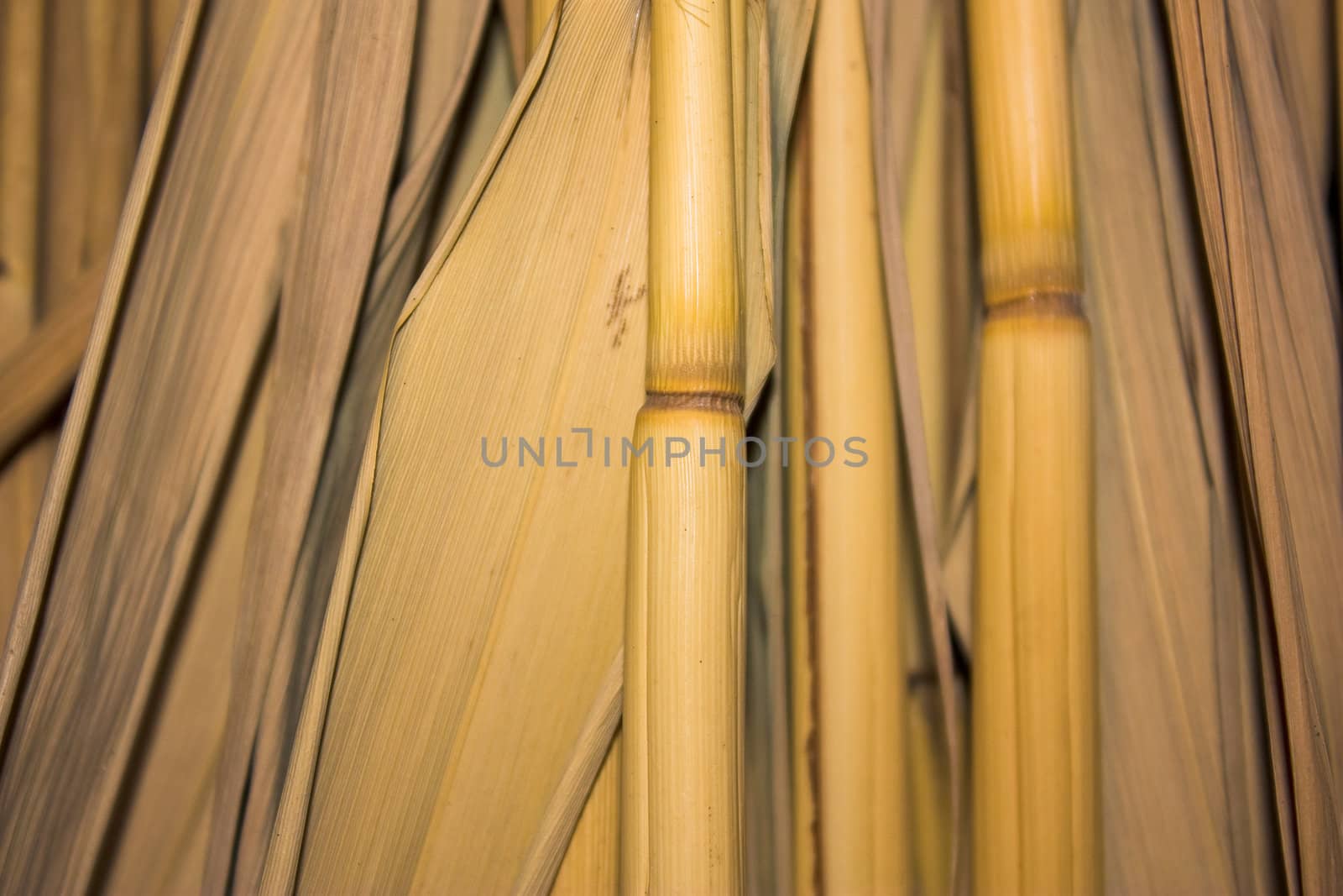 background of dry stems of straw