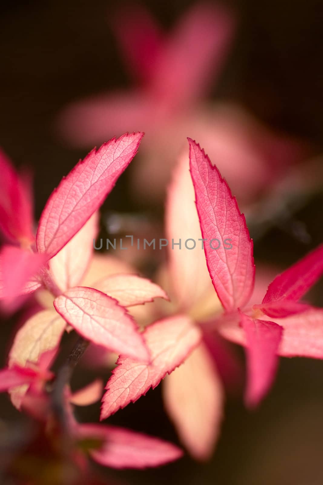 Focus on red leaves in the foreground, with a blurred background.