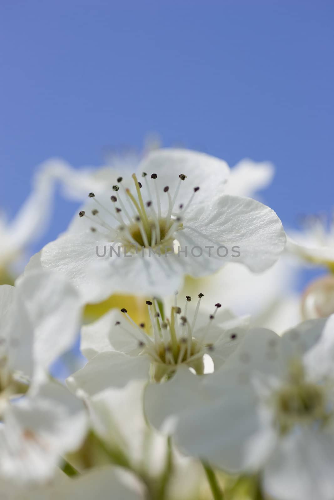 Bright white crab apple flowers, focus on the anthers, with blue sky in the background.