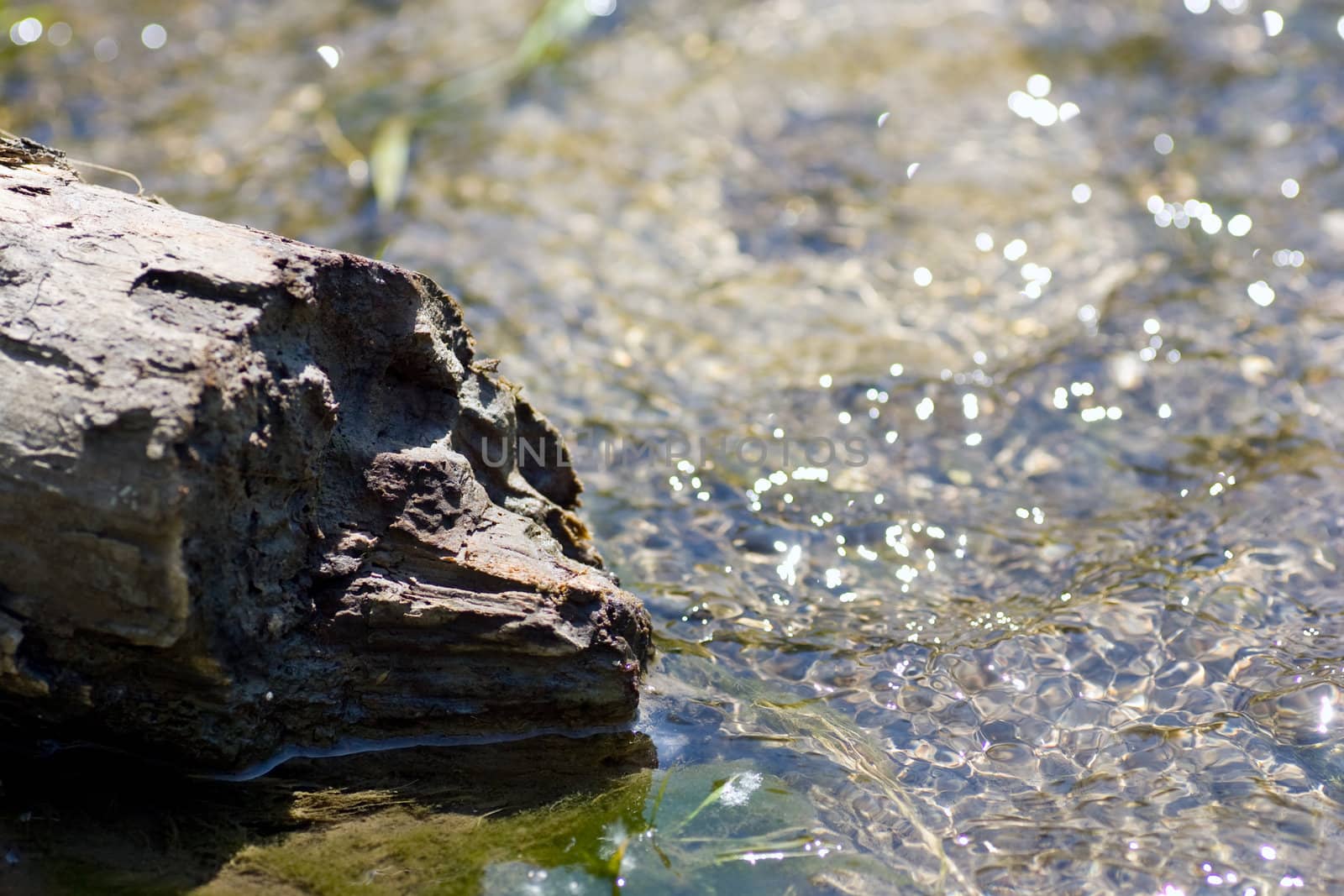 Running water from a stream, moving past a tree stump.