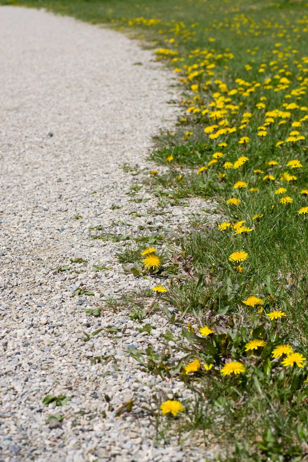 Following a gravel path, lined with green grass and dandelions.