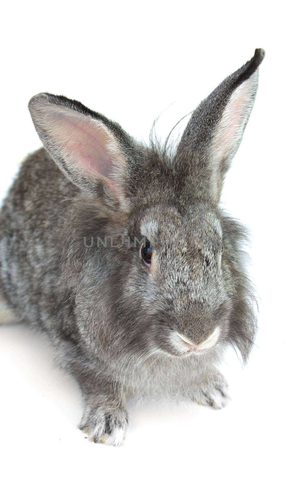 Happy New Year of rabbit isolated on a white background