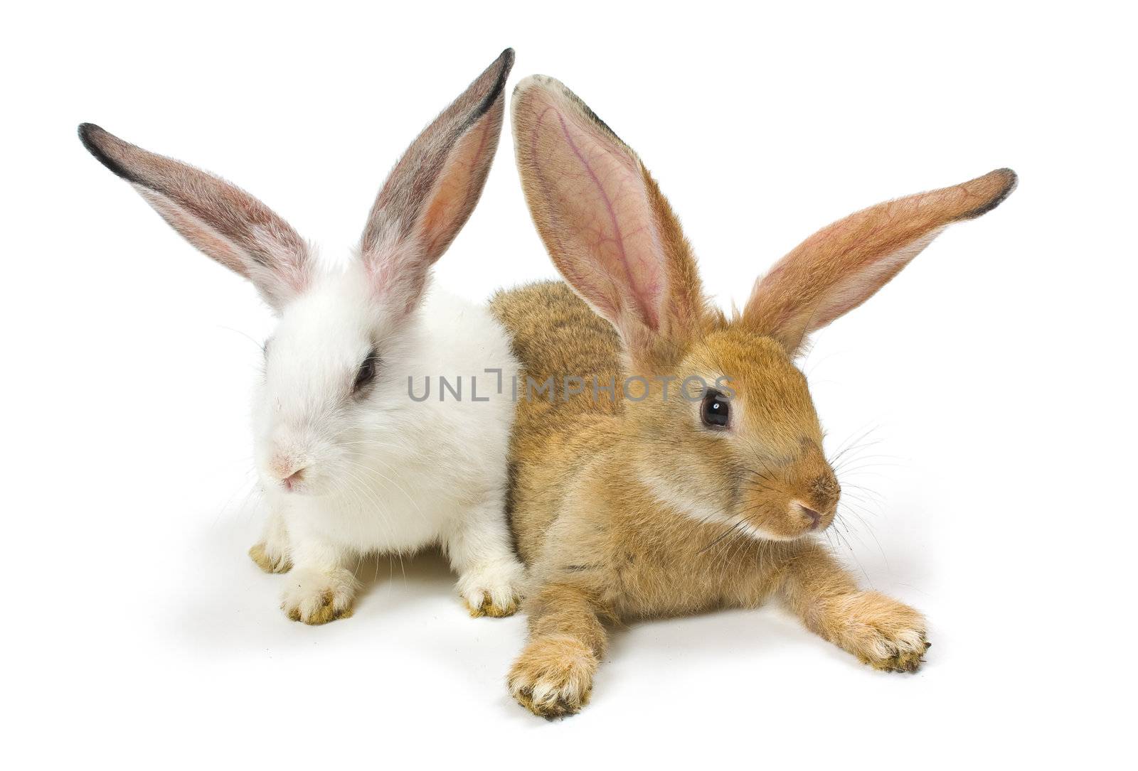 Happy New Year of rabbit isolated on a white background