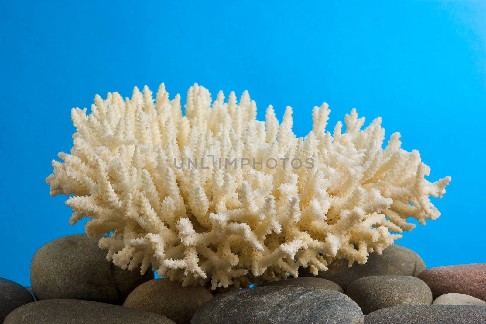 coral on a blue background