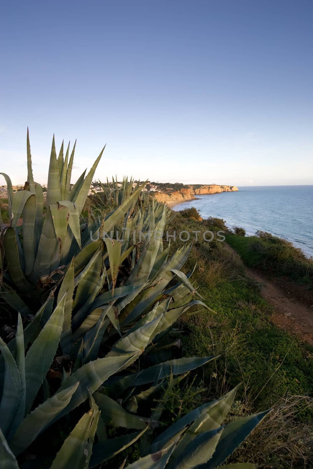 Wild Prickly Aloe plants in the foreground, looking back towards the coast of Lagos, in the Algarve, Portugal.