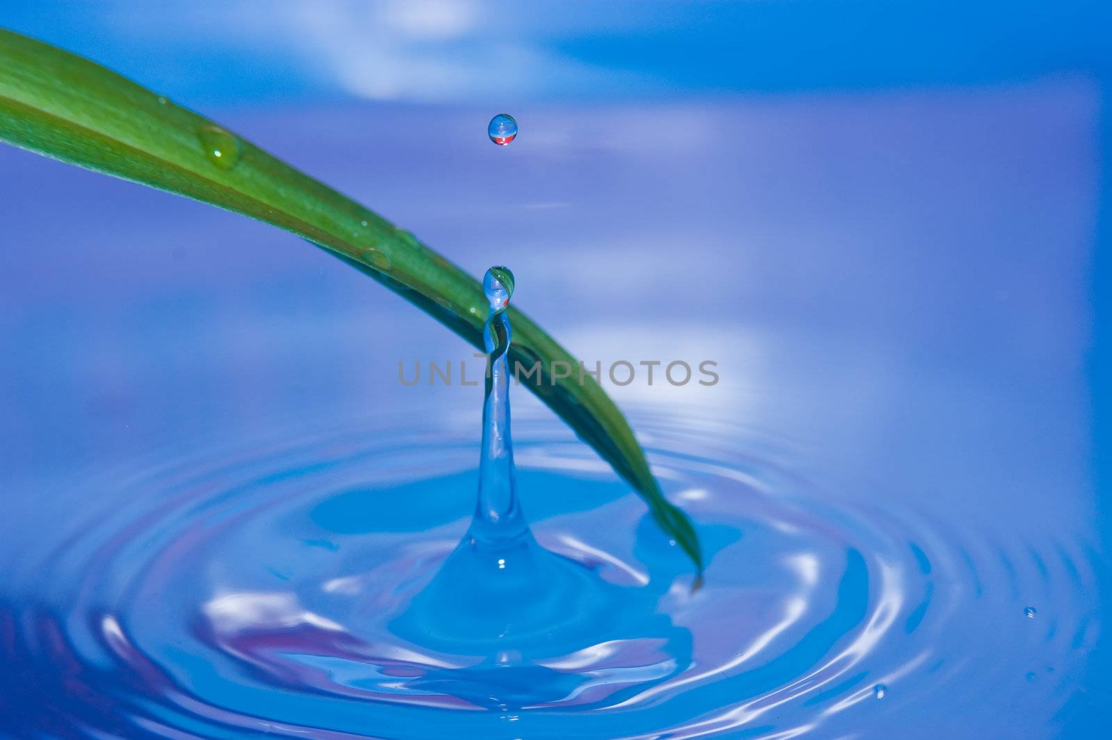 A drop of water from leaf plants