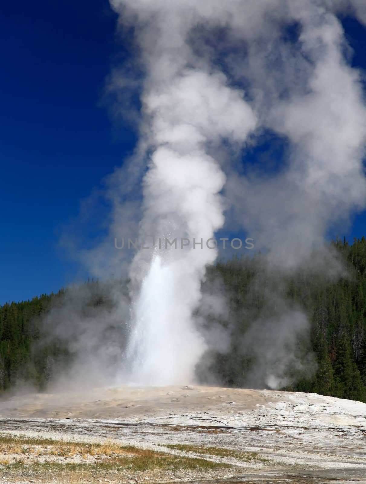 The Old Faithful Geyser in Yellowstone National Park