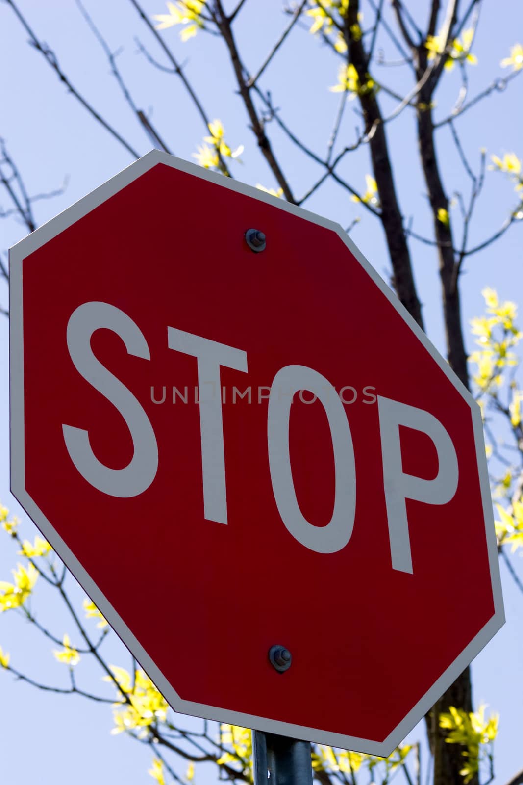 Stop Sign on a blue sky background with tree branches.