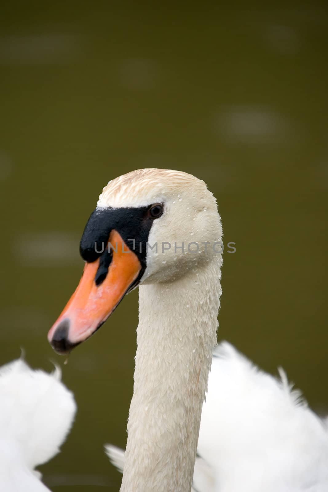 A closeup of a white swan head.