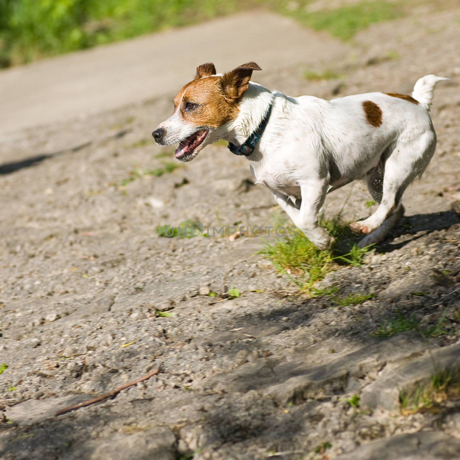 A Jack russel terrier in mid stride.