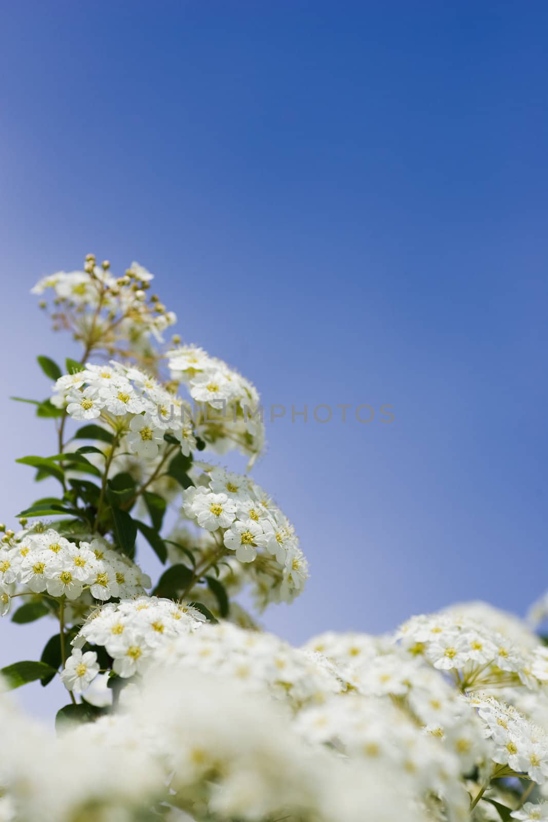 White crab apple blooms against a clear blue sky, with selective focus.