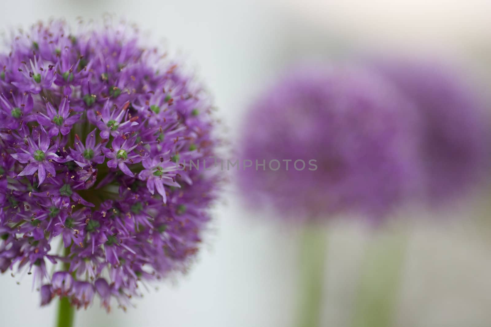An Allium flower, also known as the 'Gladiator', with out of focus flowers in the background.