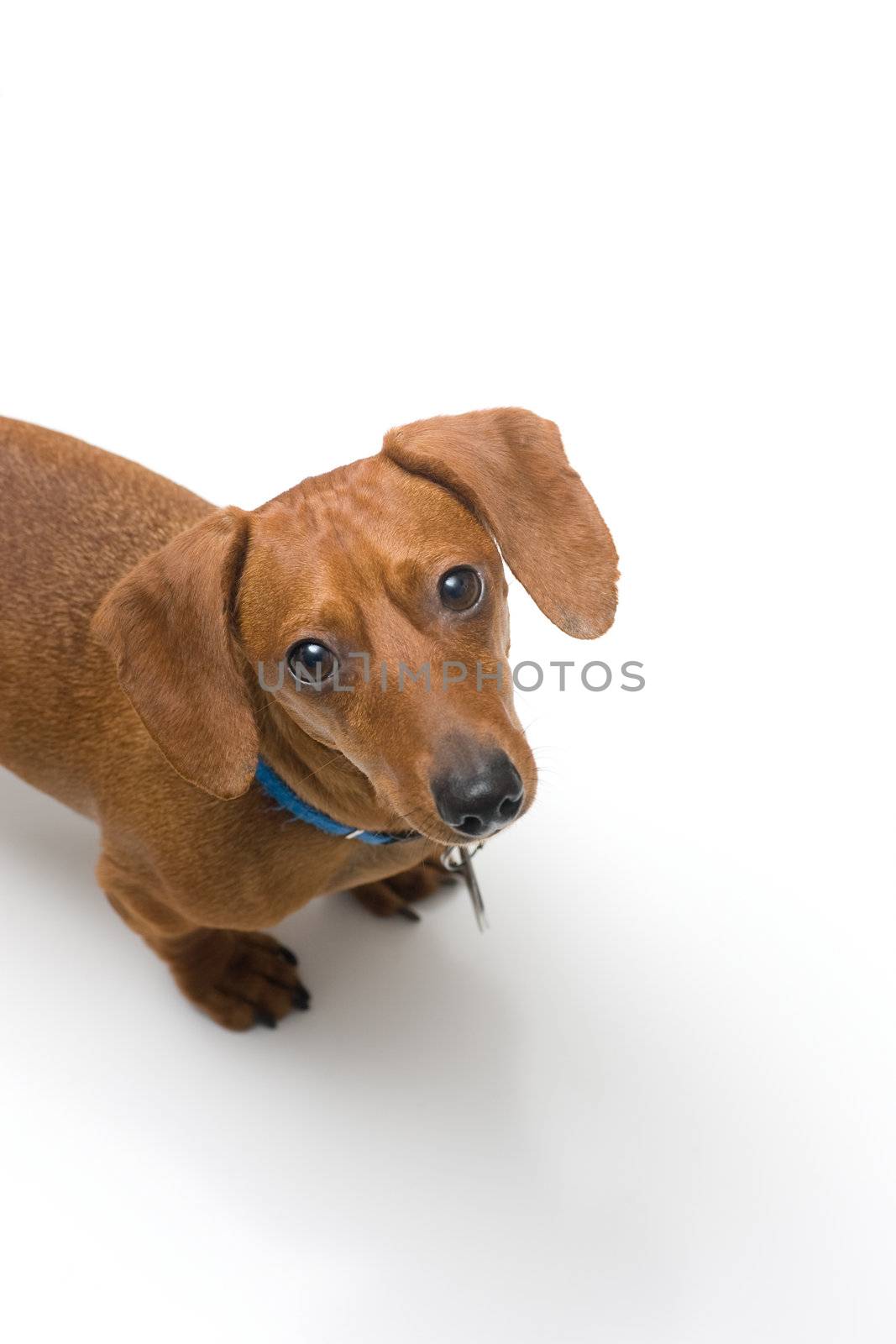 Miniature Dachshund looking up at camera on white by woodygraphs
