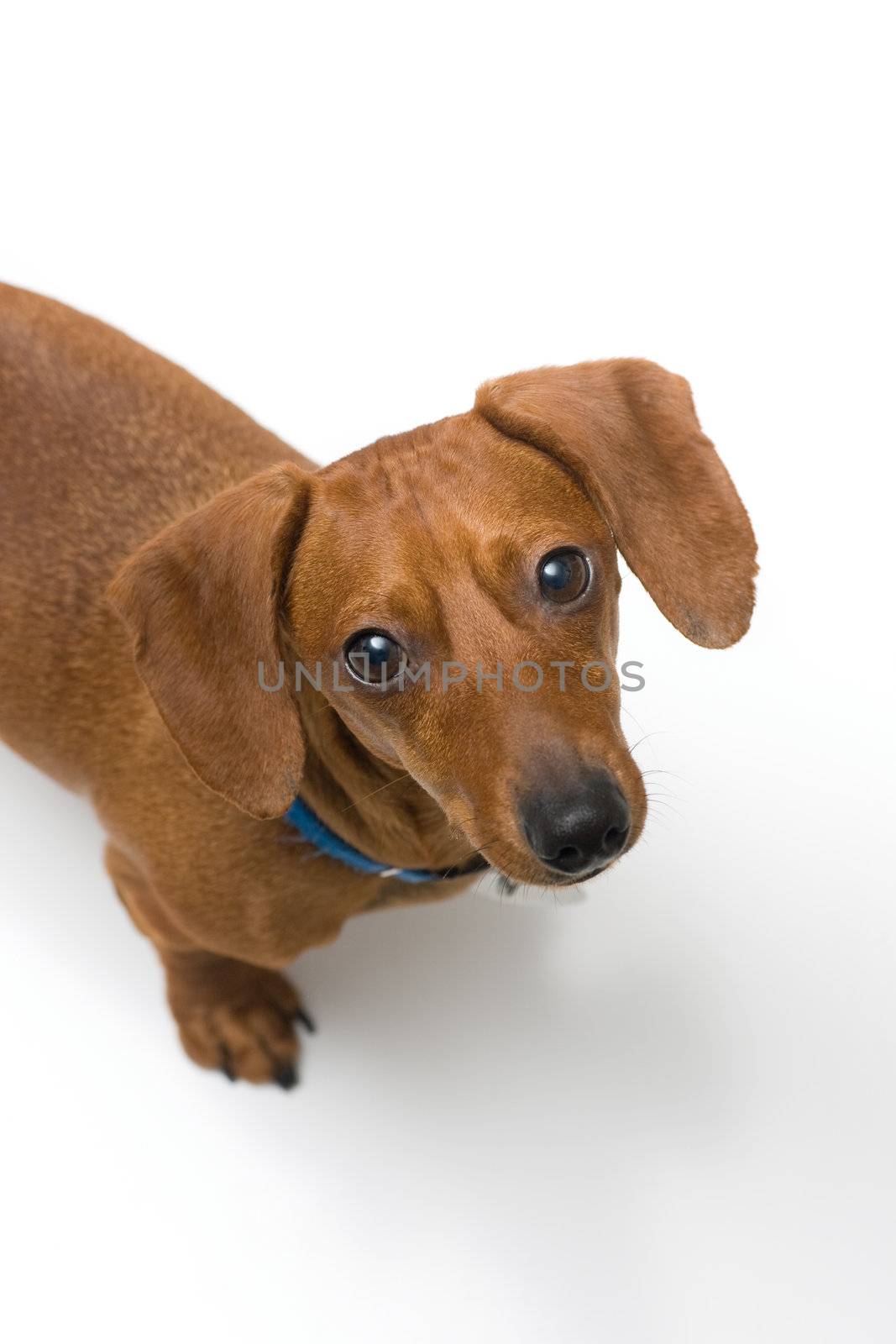 A miniature Dachshund Purebred dog, isolated on white background, looking up at the camera.