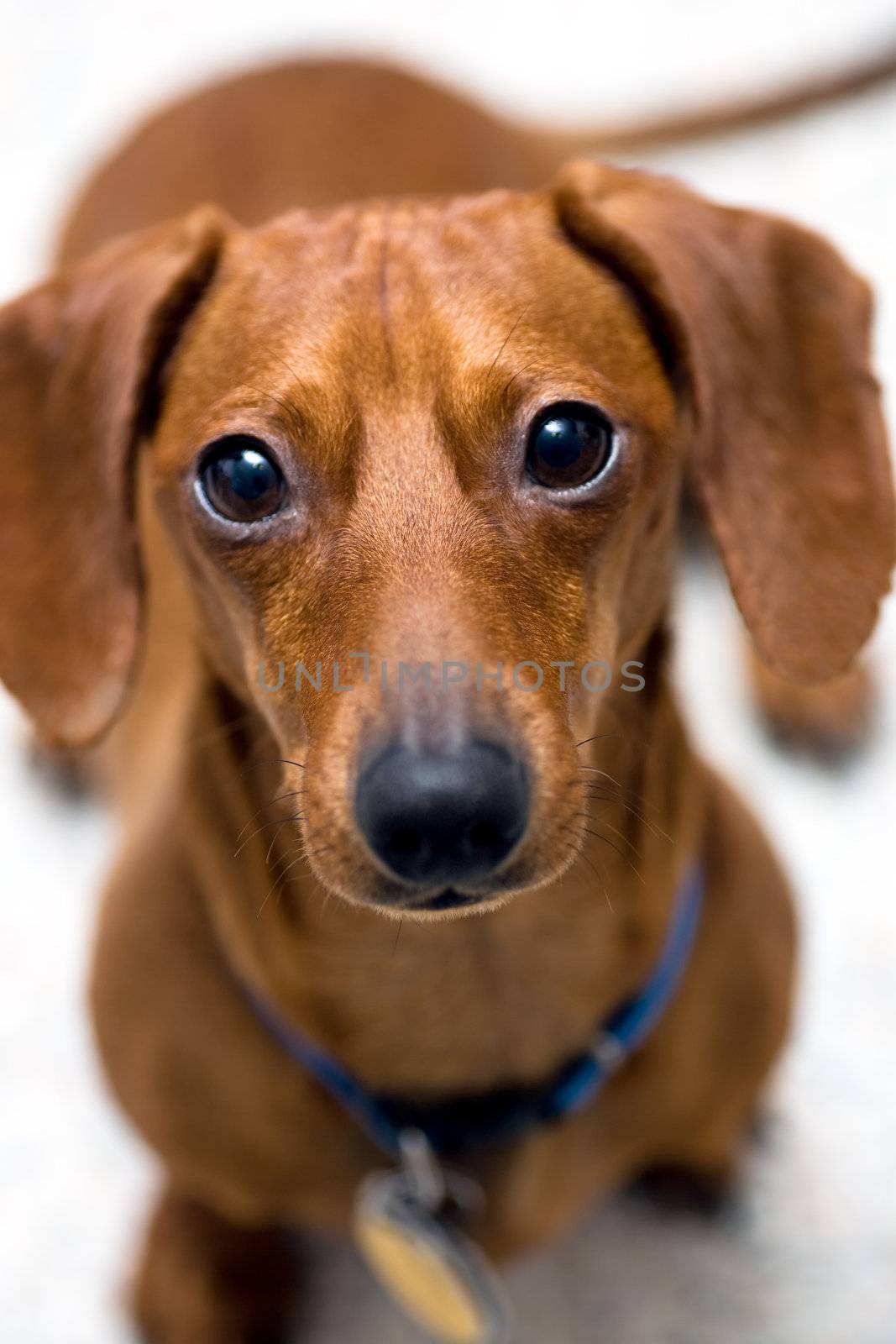 Closeup of miniature Dachshund looking into the camera with the look of worry on his face, isolated on white.