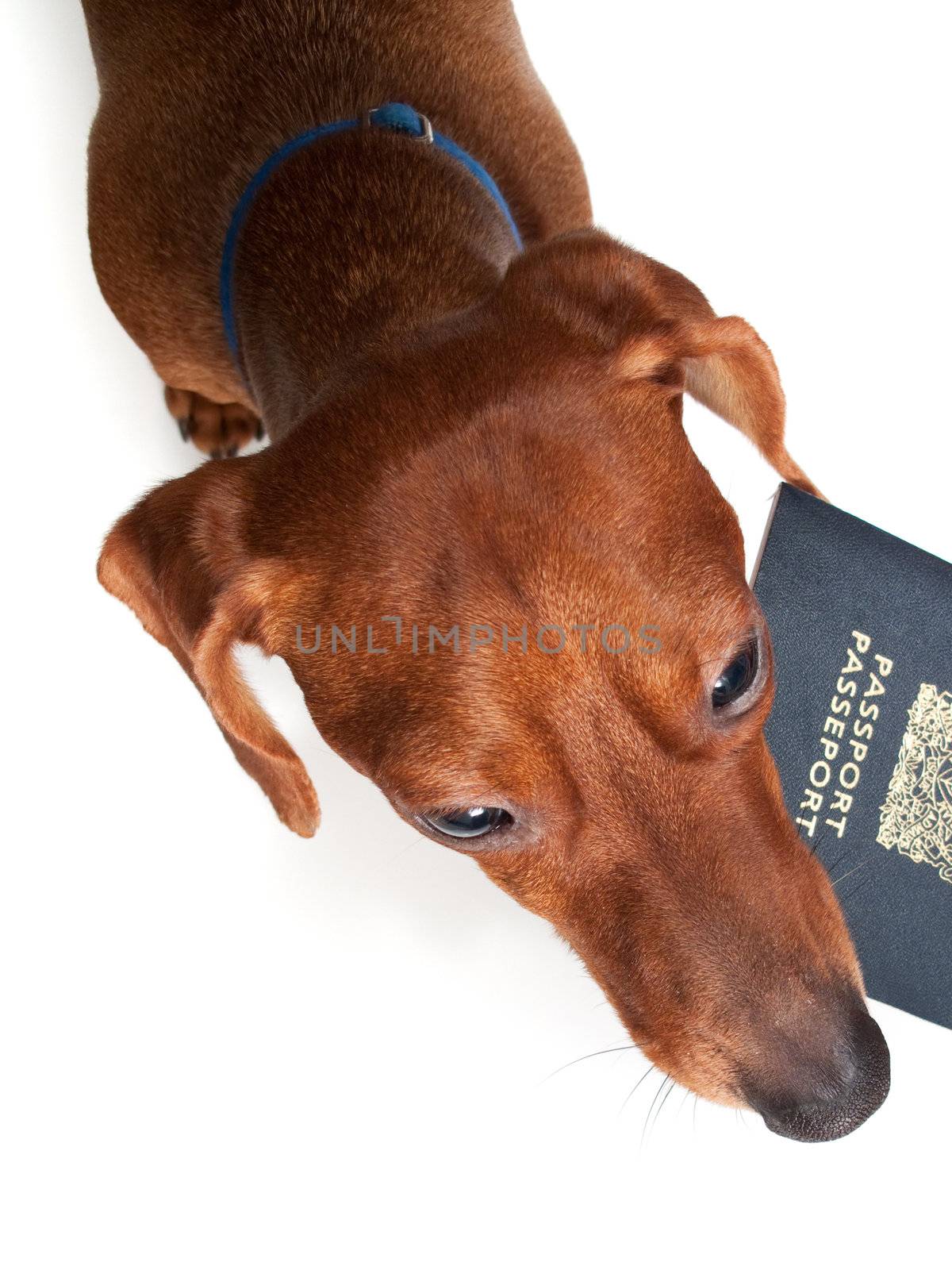 Looking down at a miniature Dachshund, holding a passport in his mouth, isolated on white.